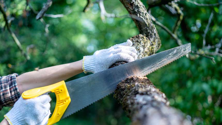 cutting trees with hand saw
